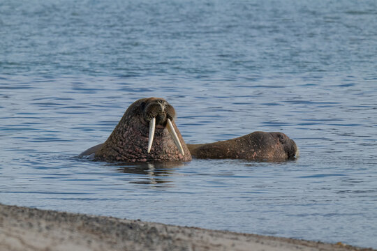 Walruses in the Arctic