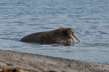 Walruses in the Arctic