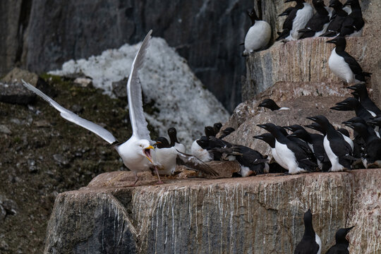 Birds and bird cliffs in the Arctic