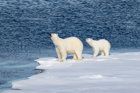 Polar bears in the Arctic