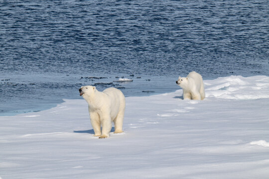 Polar bears in the Arctic
