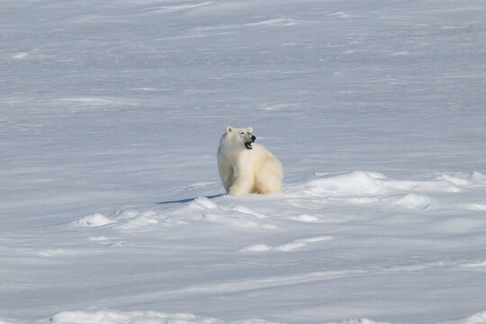 Polar bears in the Arctic