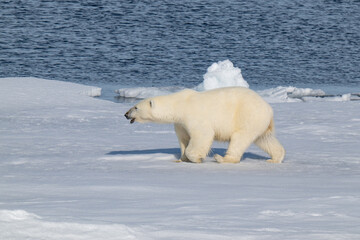 Polar bears in the Arctic