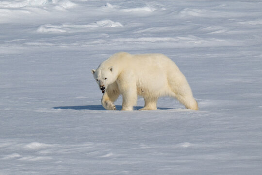 Polar bears in the Arctic