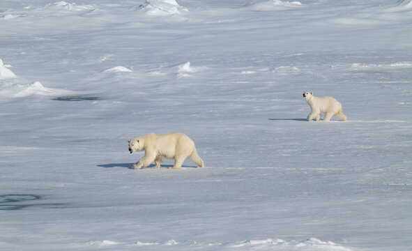 Polar bears in the Arctic