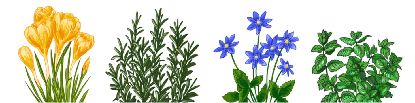 Garden flowers in a pot. Vector color sketch of summer and spring flowers on a white background.