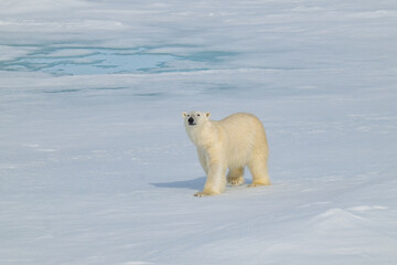 Polar bears in the Arctic