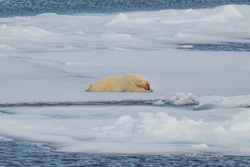 Polar bears in the Arctic