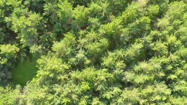 ree Top View. Taken with a drone