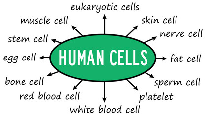 types of human cells