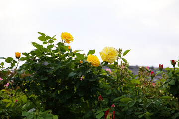 A beautiful rose bush in a public park in Japan