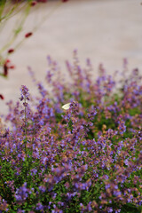 butterfly on purple wildflowers in sunny meadow creating vibrant scene of nature's beauty. floral field offers peaceful escape, perfect for nature photography or garden inspiration
