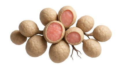 Cluster of nitrogen-fixing nodules with lumpy texture and pinkish interior