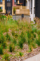 modern garden landscape with ornamental grasses in urban setting. focus on greenery amidst city...