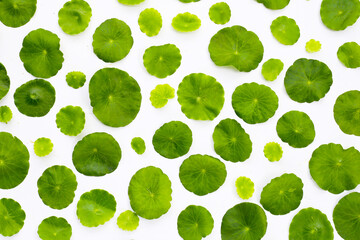 Centella asiatica plant (Gotu Kola) Fresh herb leaves