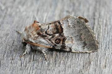 Closeup on a  Nut-tree Tussock owlet moth, Colocasia coryli