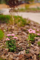 pink flowers bloom amidst wood mulch on sunny day, creating lush garden landscape. natural beauty...