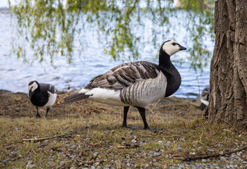 Barnacle geese (Branta leucopsis) standing by a lakeside under a tree in Stockholm, with water and hanging branches in the background.