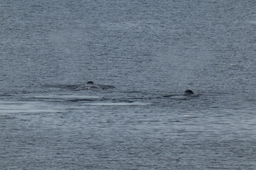 Bowhead whales in the Arctic