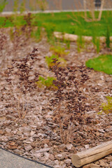 decorative garden bed with brown mulch showcasing young shrubs under bright sunlight. landscape...