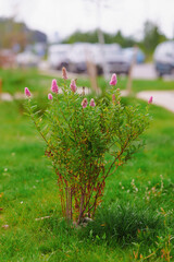 pink flower bush in urban park setting with blurred background of parked cars. vibrant green...
