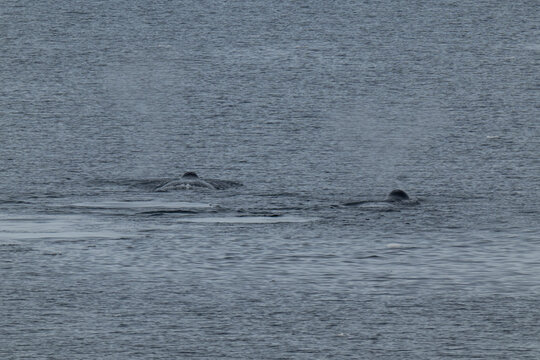 Bowhead whales in the Arctic