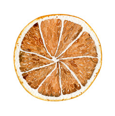Watercolor dried orange isolated on white background. A slice of dried orange