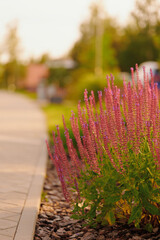 vibrant purple flowers line garden path, basking in warm sunlight. lush landscape highlights...