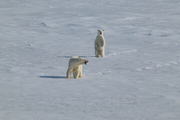 Polar bears in the Arctic