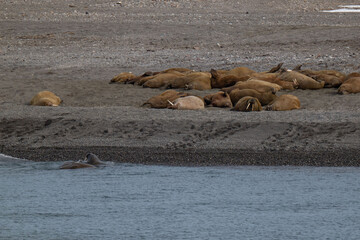 Walruses in the Arctic