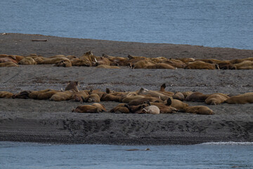 Walruses in the Arctic
