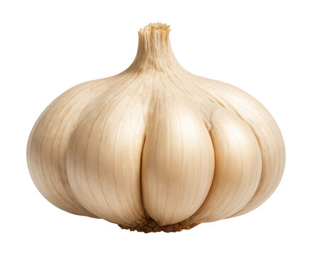 Elephant garlic bulb significantly larger than common garlic, with fewer, plump cloves