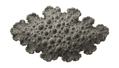 Crustose lichen with a pitted, warty surface and a deep gray color