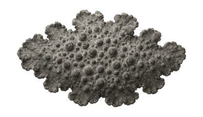 Crustose lichen with a pitted, warty surface and a deep gray color
