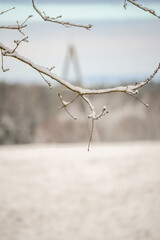 Small branch with snow and winter wonderland field and forest in the background