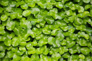 Green leaves of centella asiatica plant