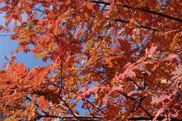 Bright orange and red autumnal foliage of Sorbus aucuparia against blue sky in October