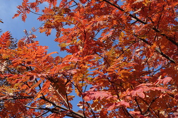 Vibrant orange and red autumnal foliage of Sorbus aucuparia against blue sky in October