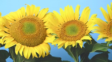 video of sunflower flowers in studio - Powered by Adobe