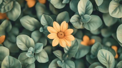 Yellow flower blooms among green leaves. Overhead view shows petals and soft background with fresh spring color. Natural beauty with simplistic concept.