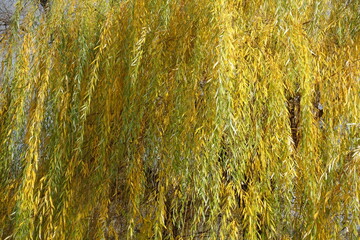 Yellow and green autumnal foliage of weeping willow in November