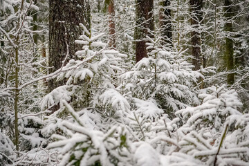 Small Christmas spruce trees under the snow in the forest ready to find home and be decorated for...