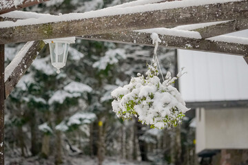 Hanging flower in a flower pot from a roof beam covered with a white snow layer with forest...