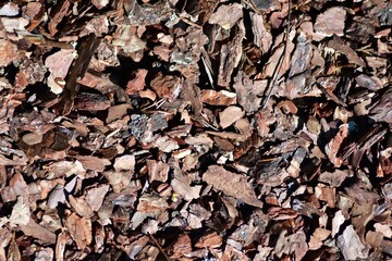 Detailed texture of brown pine bark mulch in sunlight. Natural organic ground cover used in gardening and landscaping, creating rustic earthy background emphasizing nature, texture, and eco-friendly.