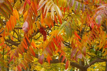 Colorful autumnal foliage of Rhus typhina in mid October