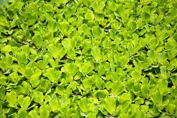Dense cluster of Pistia (water lettuce) floating on the pond surface.