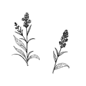 Wildflowers with leaves, a set of silhouettes, a black and white sketch. Vector illustration. Wormwood, meadow flower, isolated on a white background. The theme of nature, spring and summer