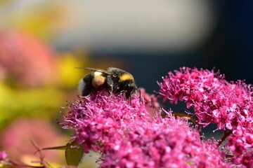 Close-up of bumblebee collecting nectar on bright pink spirea flowers in summer garden. Macro...