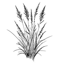 Dry branches, marsh grass and bushes, black and white sketch. Vector illustration. Reeds and forest grasses isolated on a white background. The theme of nature, flowers and summer
