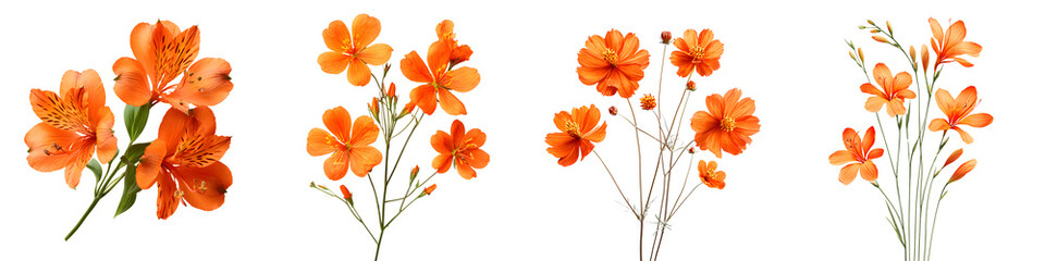 Fototapeta premium Orange Alstroemeria Flowers: Watercolor Floral Illustration